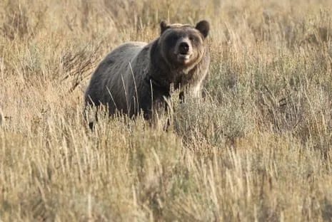 Trail Walker Injured by Bear in Wilderness Area Flown to Medical Facility